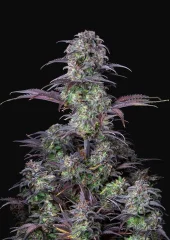 Original Auto Blueberry autofem (FastBuds), Америка