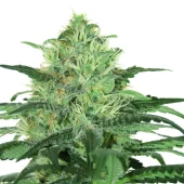 Sideral fem (Ripper Seeds), Испания