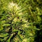 Super Skunk Automatic autofem (Nirvana), Нидерланды