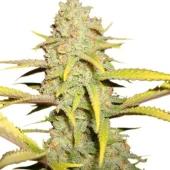 Auto OG Kush genetics fem (IZI)