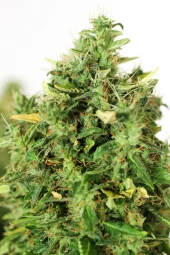 Doctor's Choice #1 autofem (Doctor Choice), Канада