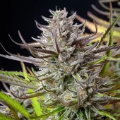 Mimosa fem (Royal Queen Seeds), Испания