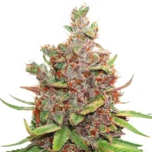 Auto Gluebery O.G. autofem (Dutch Passion), Нидерланды