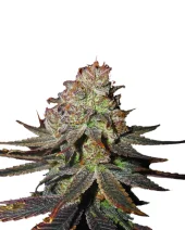 Blueberry Automatic autofem (Nirvana), Нидерланды