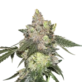 Girl Scout Cookies Auto autofem (Seed Stockers), США