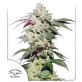 Skywalker Haze fem (Dutch Passion), Нидерланды