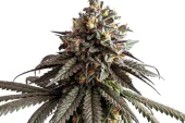 Gelato genetics fem (IZI)