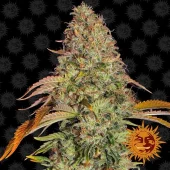 Zkittlez OG Auto autofem (Barney's Farm), Нидерланды