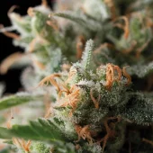 Jack Herer fem (Trikoma Seeds), Испания