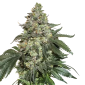 Gorilla Cookies Auto autofem (Seed Stockers), США