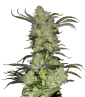 King’s Kush Auto fem (GHS), Нидерланды