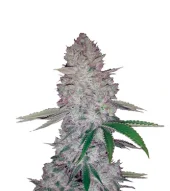Original Glue Automatic autofem (Nirvana), Нидерланды