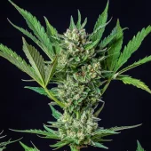 Royal Dwarf Auto autofem (Royal Queen Seeds), Испания