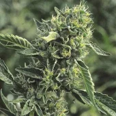 DC Cure 1:1 autofem (Doctor Choice), Канада