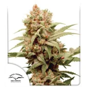 CBG-Force fem (Dutch Passion), Нидерланды