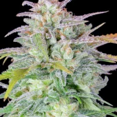 Original Auto Afghan Kush (FastBuds), Америка
