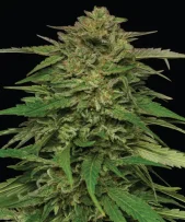 Mango Sherbert Auto fem (Humboldt Seed Company), США