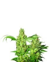 Pure Power Plant Automatic autofem (Nirvana), Нидерланды