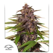 Auto Forbidden Cherry autofem (Dutch Passion), Нидерланды
