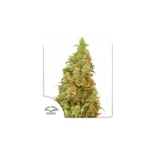 THC-Victory fem (Dutch Passion), Нидерланды