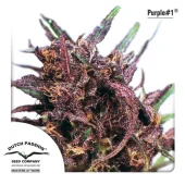 Purple №1 fem (Dutch Passion), Нидерланды