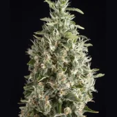 Malquerida fem (Trikoma Seeds), Испания