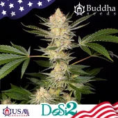 Dosidos fem (Buddha Seeds), Испания