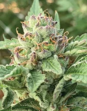Apple Blossom fem (Humboldt Seed Company), США