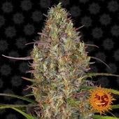 Glue Gelato Auto fem (Barney's Farm), Нидерланды