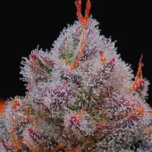 Elxupet Negre fem (R-Kiem Seeds), Испания
