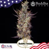 Gelato fem  (Buddha Seeds), Испания