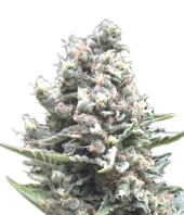 Nefertiti fem (Pyramid Seeds), Испания