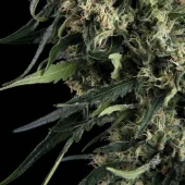 Northern Lights Auto autofem (Trikoma Seeds), Испания
