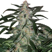 Deimos Auto fem (Buddha Seeds), Испания