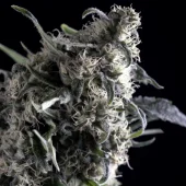 Al Tiro Auto autofem (Trikoma Seeds), Испания