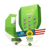 Purple Punch Auto autofem (Royal Queen Seeds), Испания