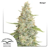 Meringue fem (Dutch Passion), Нидерланды