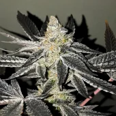 2y2 fem (R-Kiem Seeds), Испания