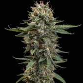 Watermelon fem (Royal Queen Seeds), Испания