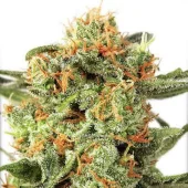 Orange Hill Special fem (Dutch Passion), Нидерланды