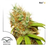 Mazar fem (Dutch Passion), Нидерланды