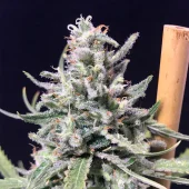 Thunderstorm Auto fem (R-Kiem Seeds), Испания