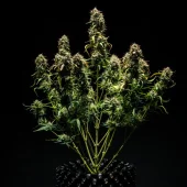 Purple Punch Auto autofem (Royal Queen Seeds), Испания