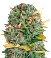 Alpujarrena fem (Pyramid Seeds), Испания