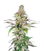 Auto Northern Lights fem (Pyramid Seeds), Испания