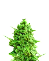 Hawaii Maui Waui Automatic autofem (Nirvana), Нидерланды