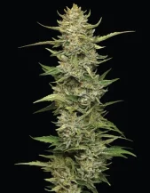 Humboldt Sour Diesel Auto fem (Humboldt Seed Company), США