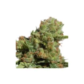 Auto Bruce Lemon Diesel autofem (Super Sativa Seed Club), Нидерланды