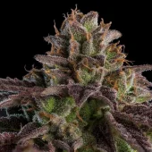 Auto K-Mintz (Ripper Seeds), Испания