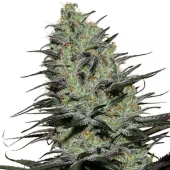 Morpheus fem (Buddha Seeds), Испания